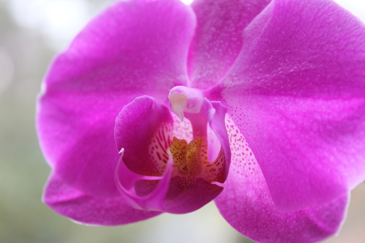 orchid purple flora free photo