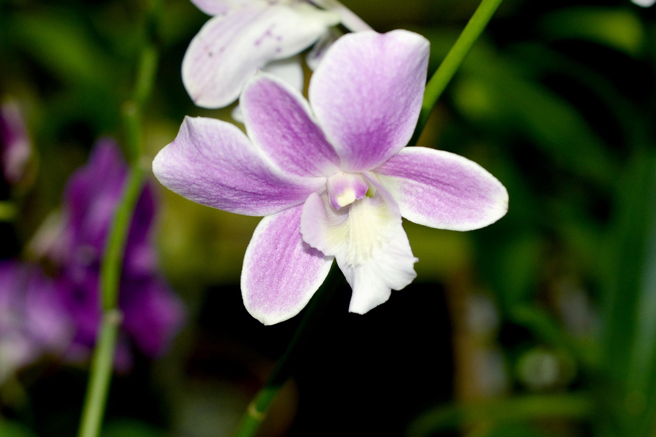 orchid flower nature free photo