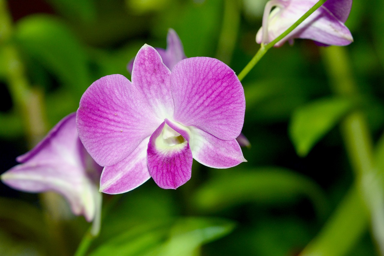 orchid flower exotic free photo