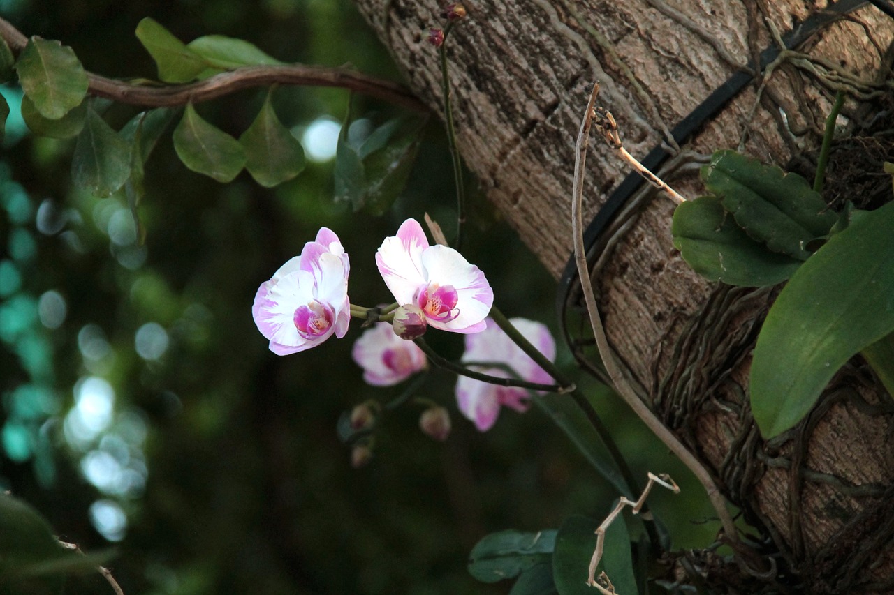 orchid tree flower free photo