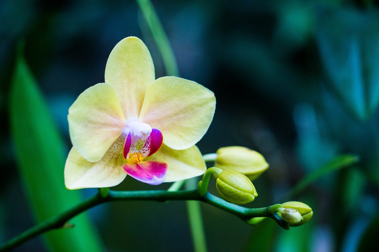 orchid flower sri lanka free photo