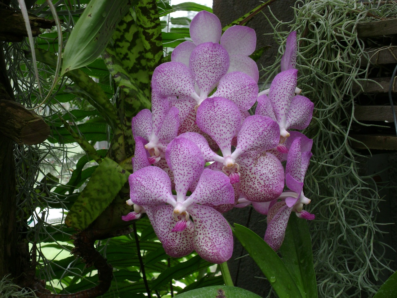 orchid hothouse greenhouse free photo
