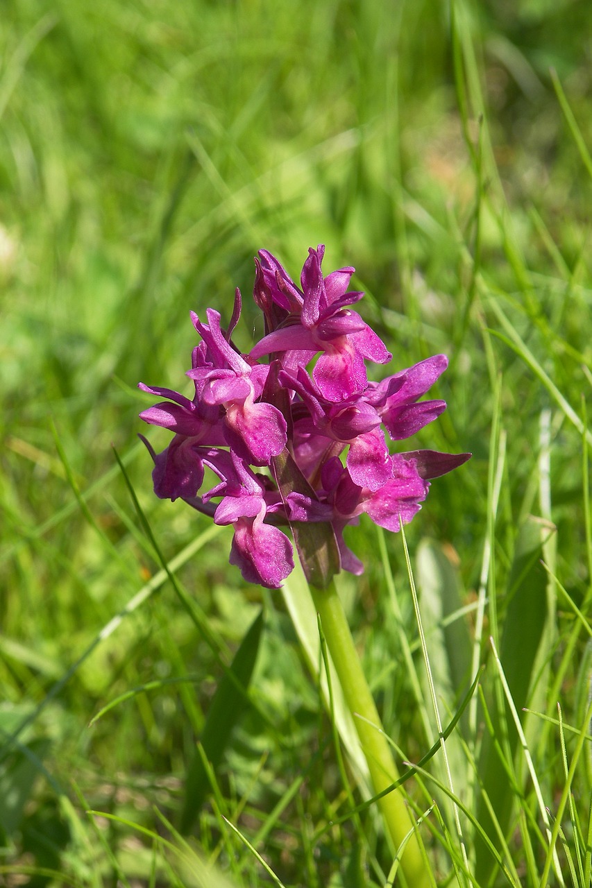 orchid prato nature free photo