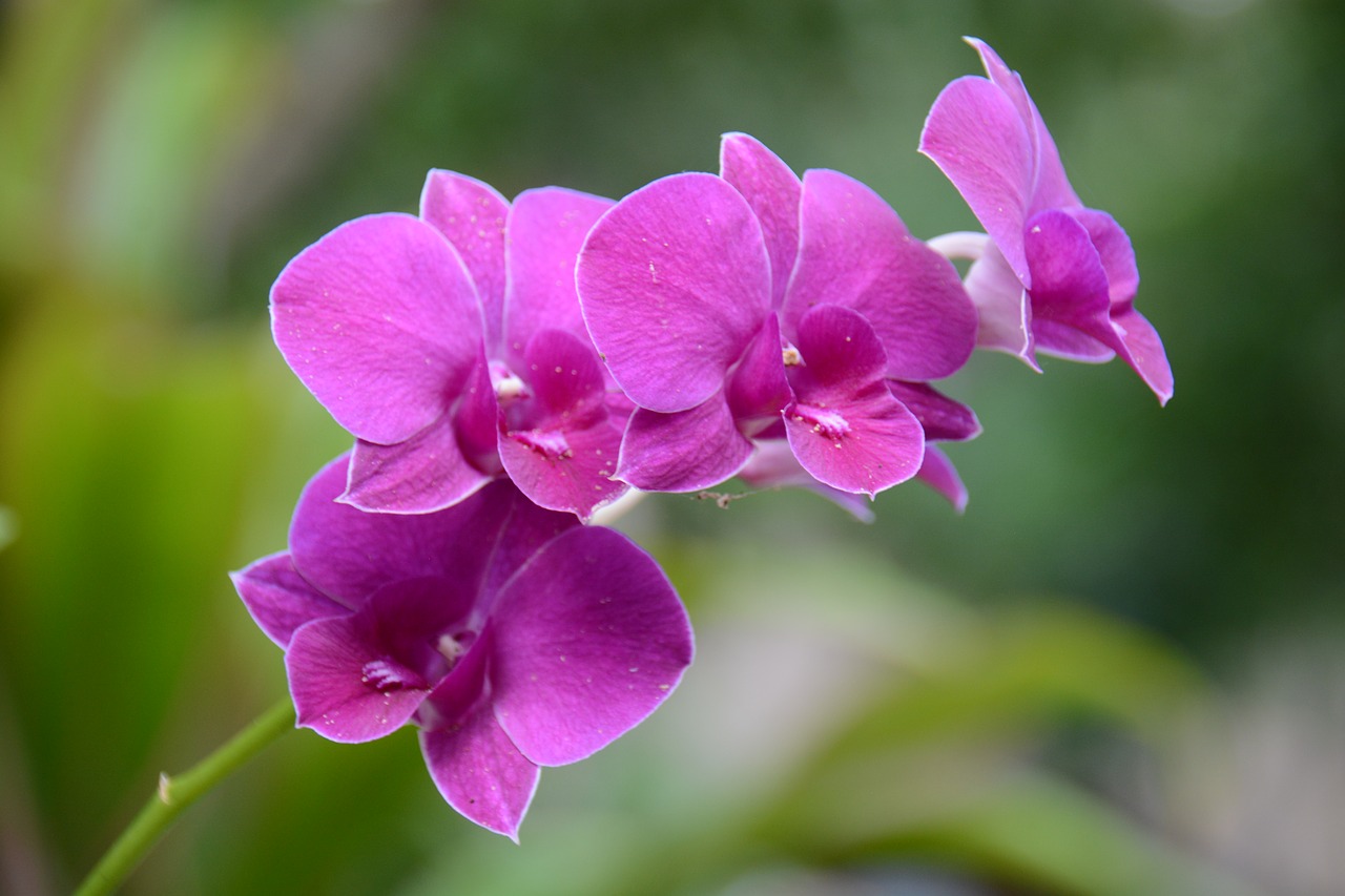 orchid purple refreshing free photo
