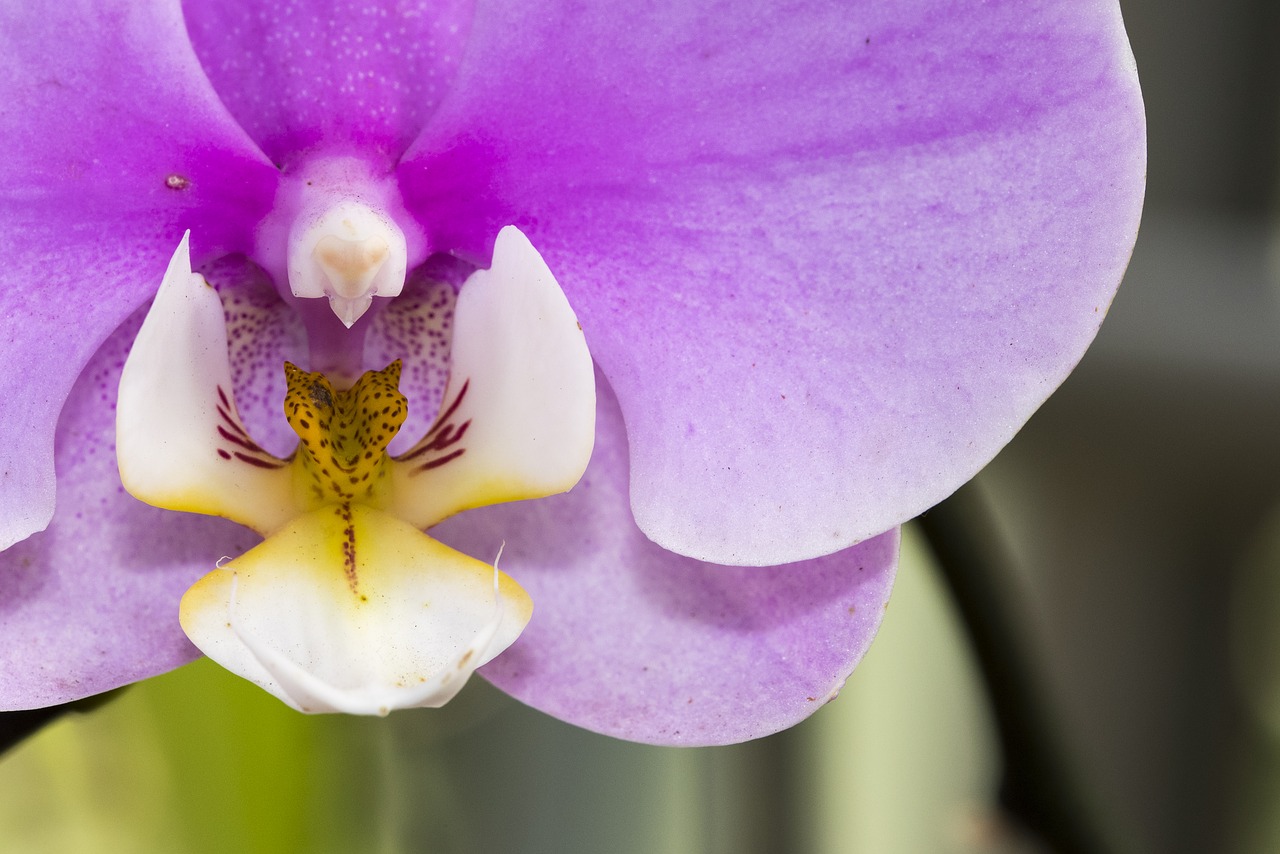 orchid color macro free photo