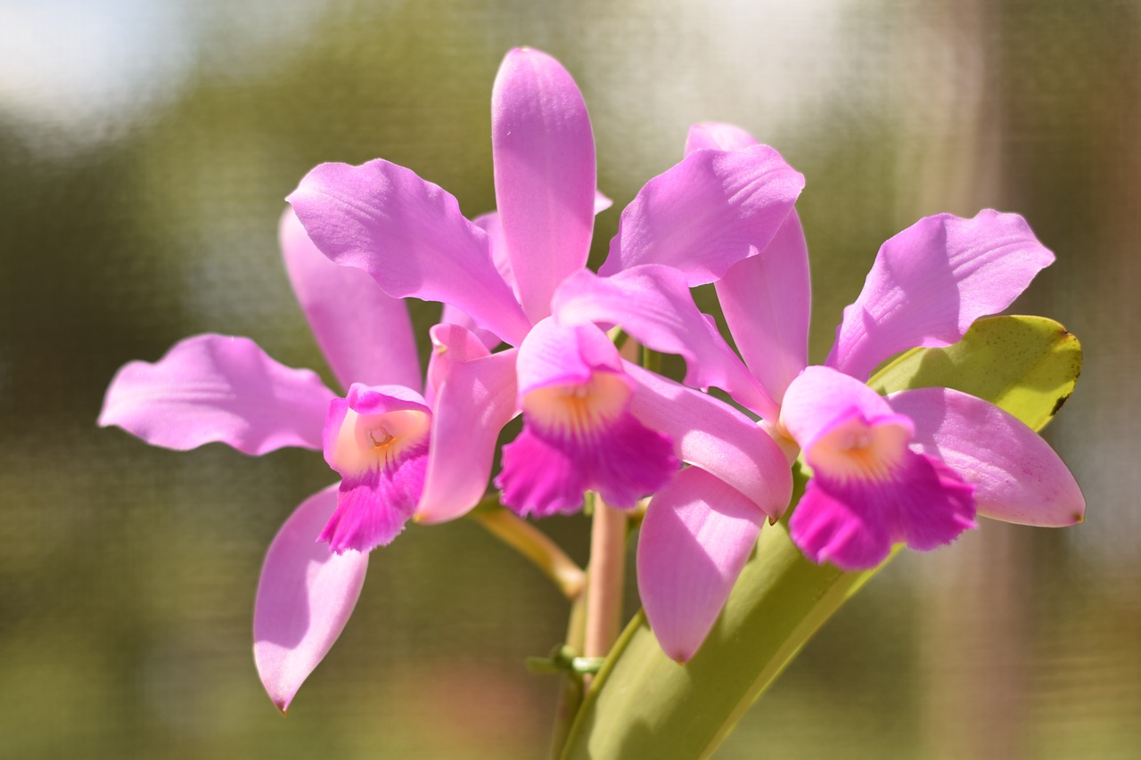 orchid flower plant free photo