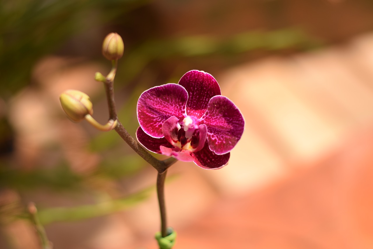 orchid flower plant free photo