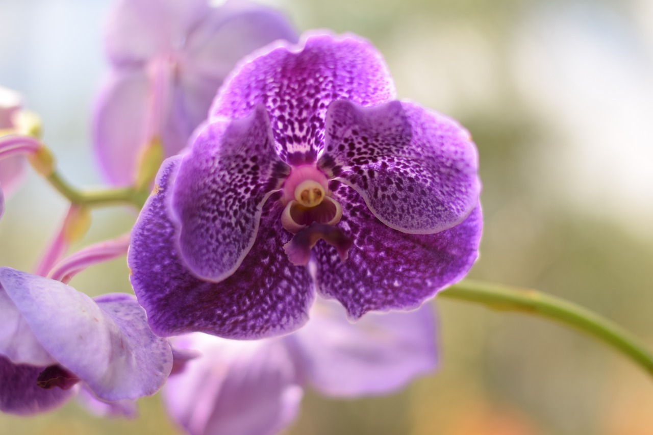orchid flower plant free photo