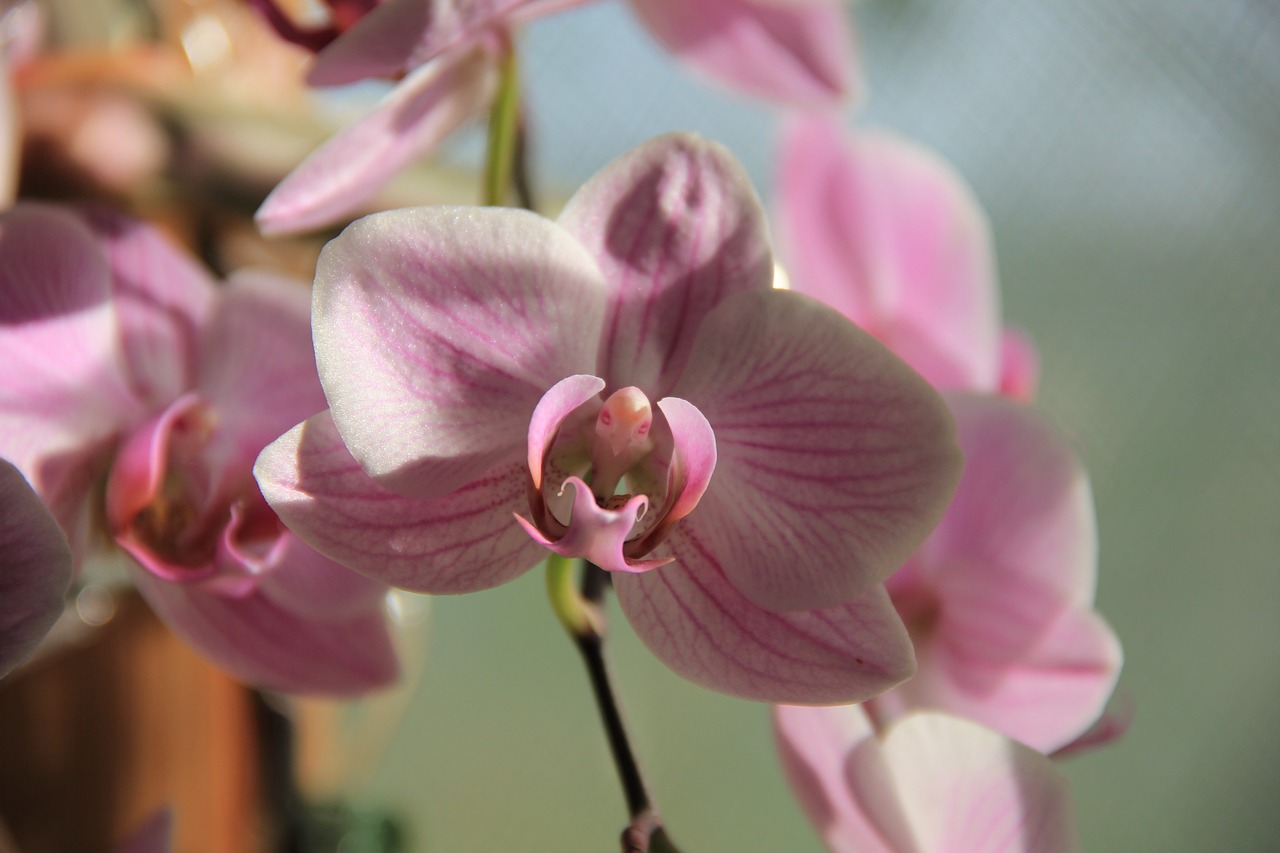 orchid flower sunlight free photo