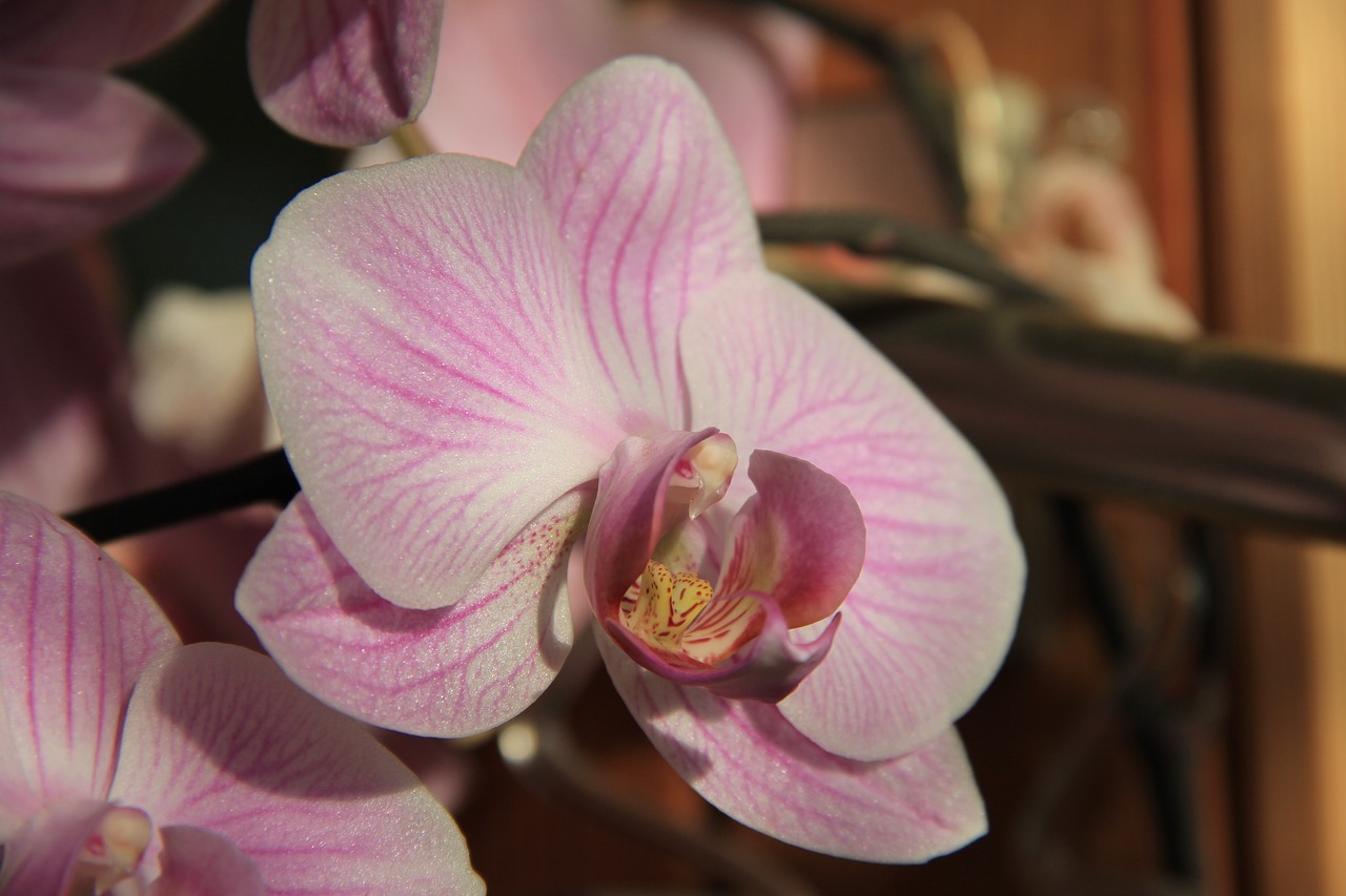 orchid flower sunlight free photo
