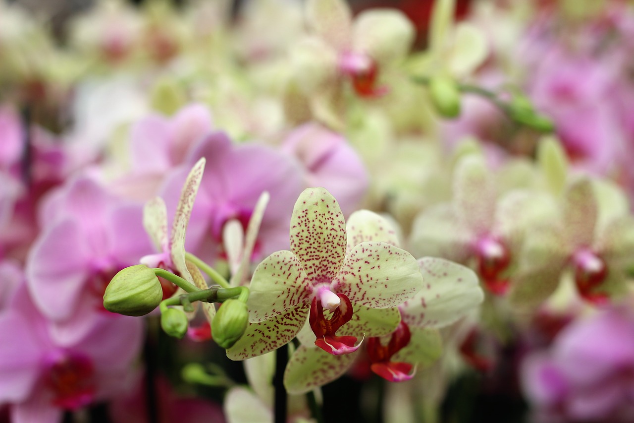 orchid flower isolated free photo