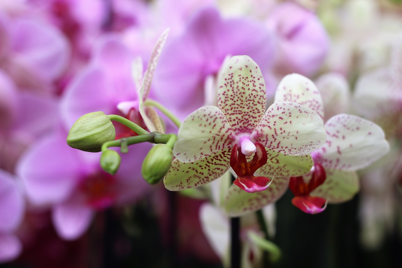 orchid flower isolated free photo