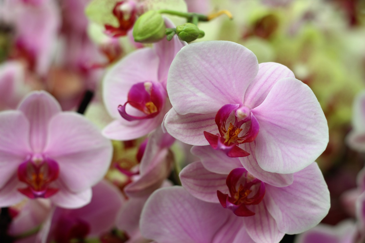 orchid flower isolated free photo