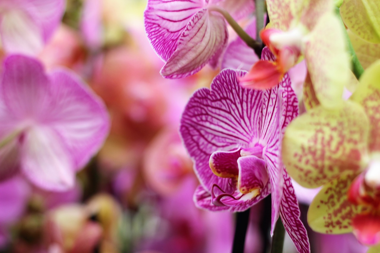 orchid flower isolated free photo