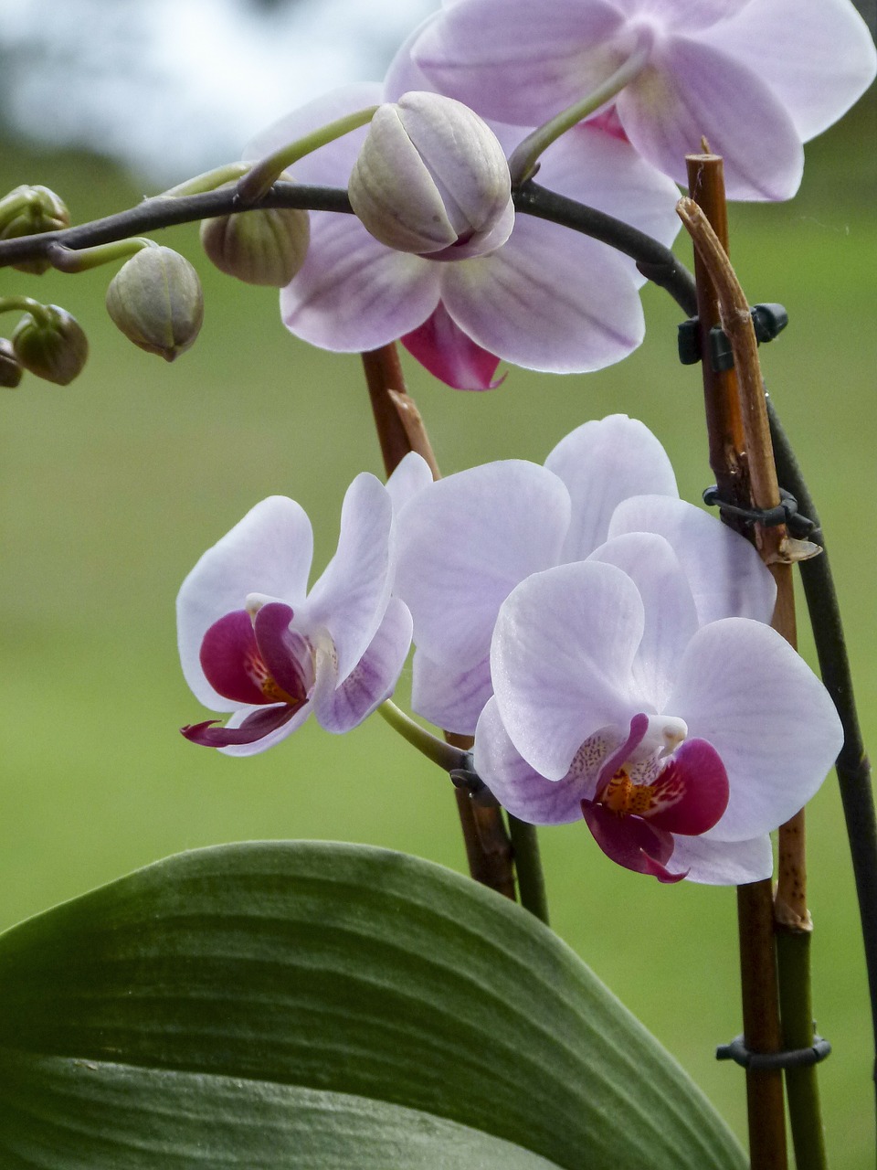 orchid flower flora free photo