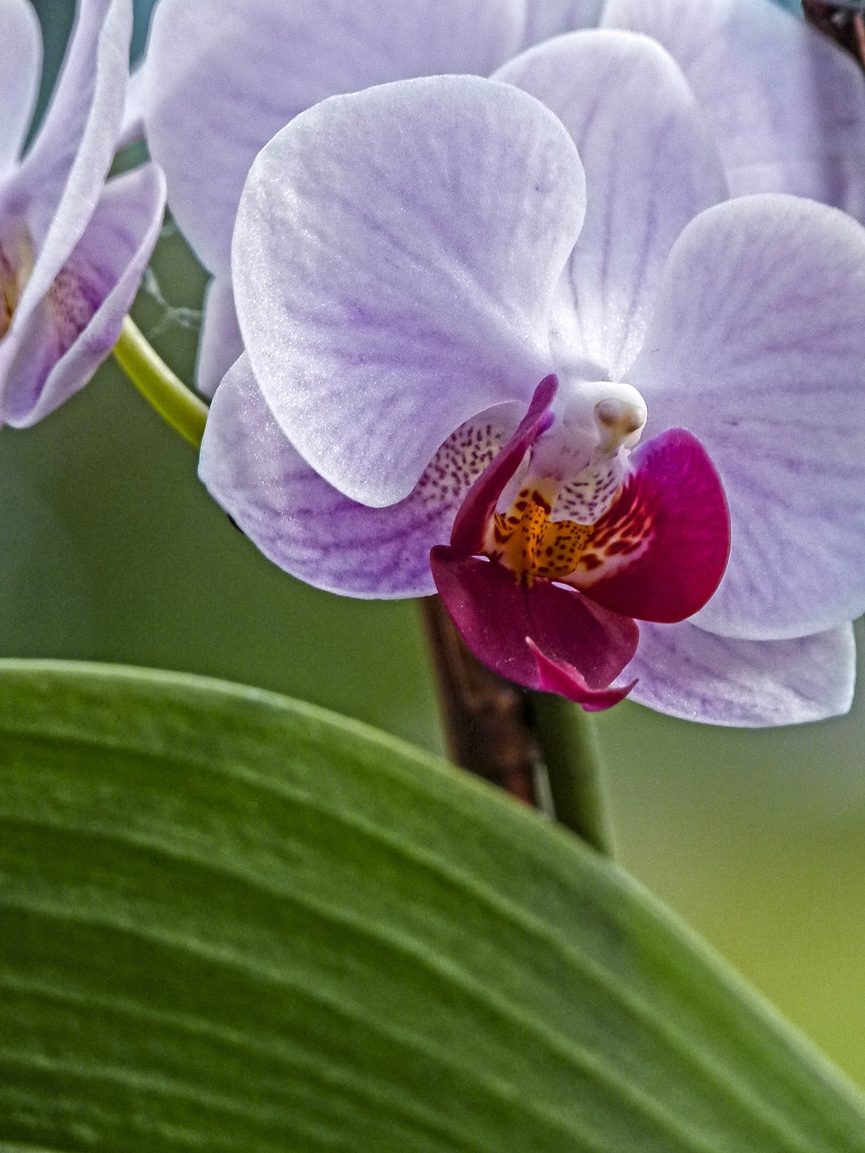 orchid flower flora free photo