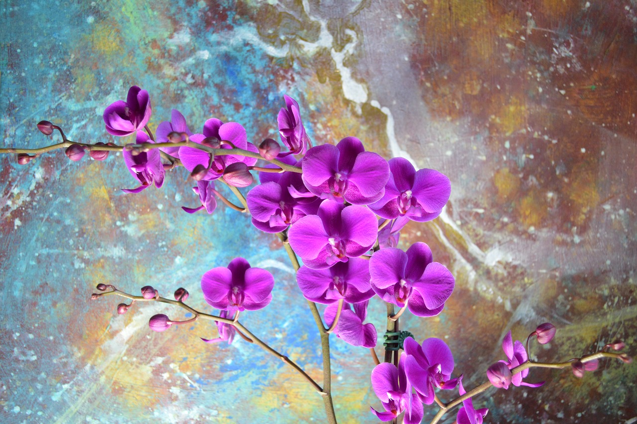 orchid magenta art free photo