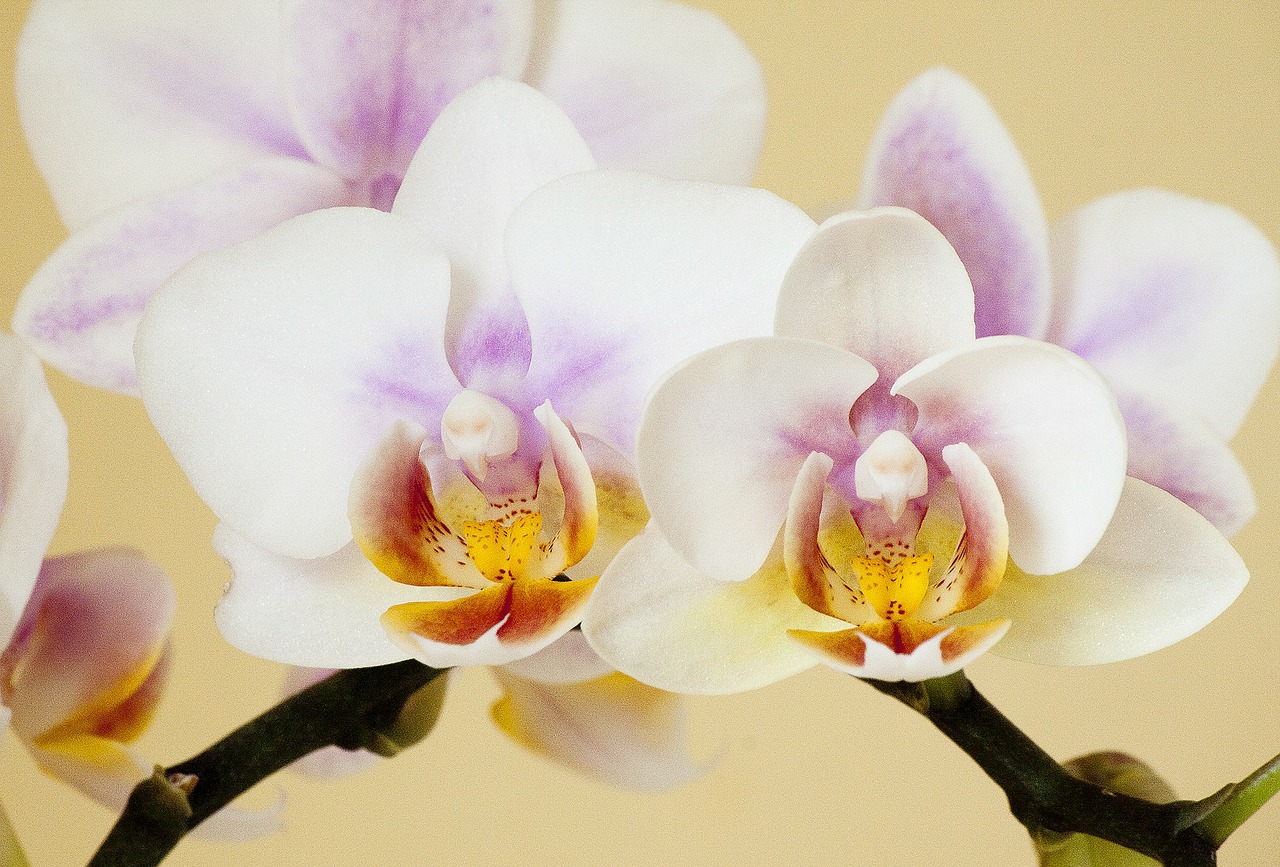 orchid orchidaceae phaleonopsis free photo