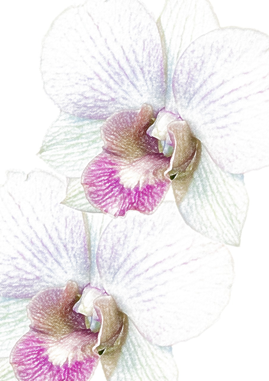 orchid phalaenopsis watercolour free photo
