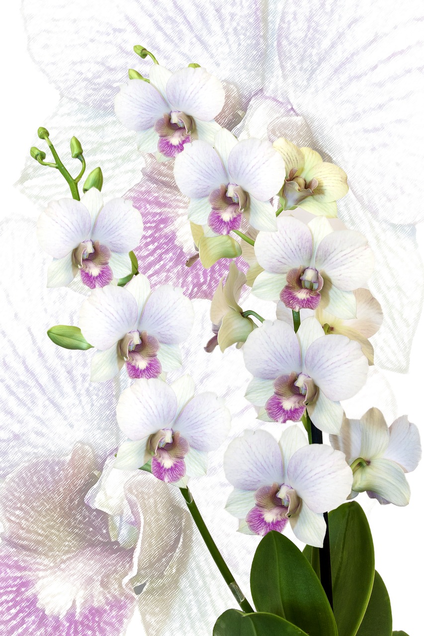 orchid phalaenopsis exotic free photo