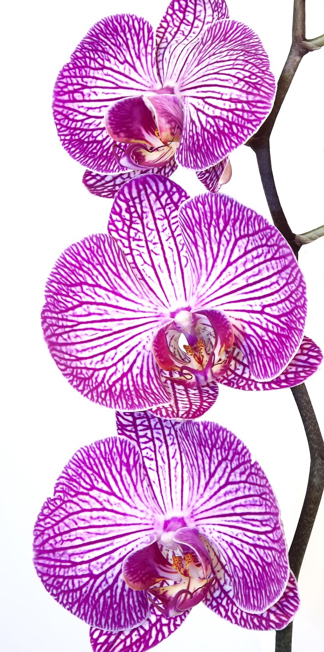 orchid phalaenopsis pink free photo
