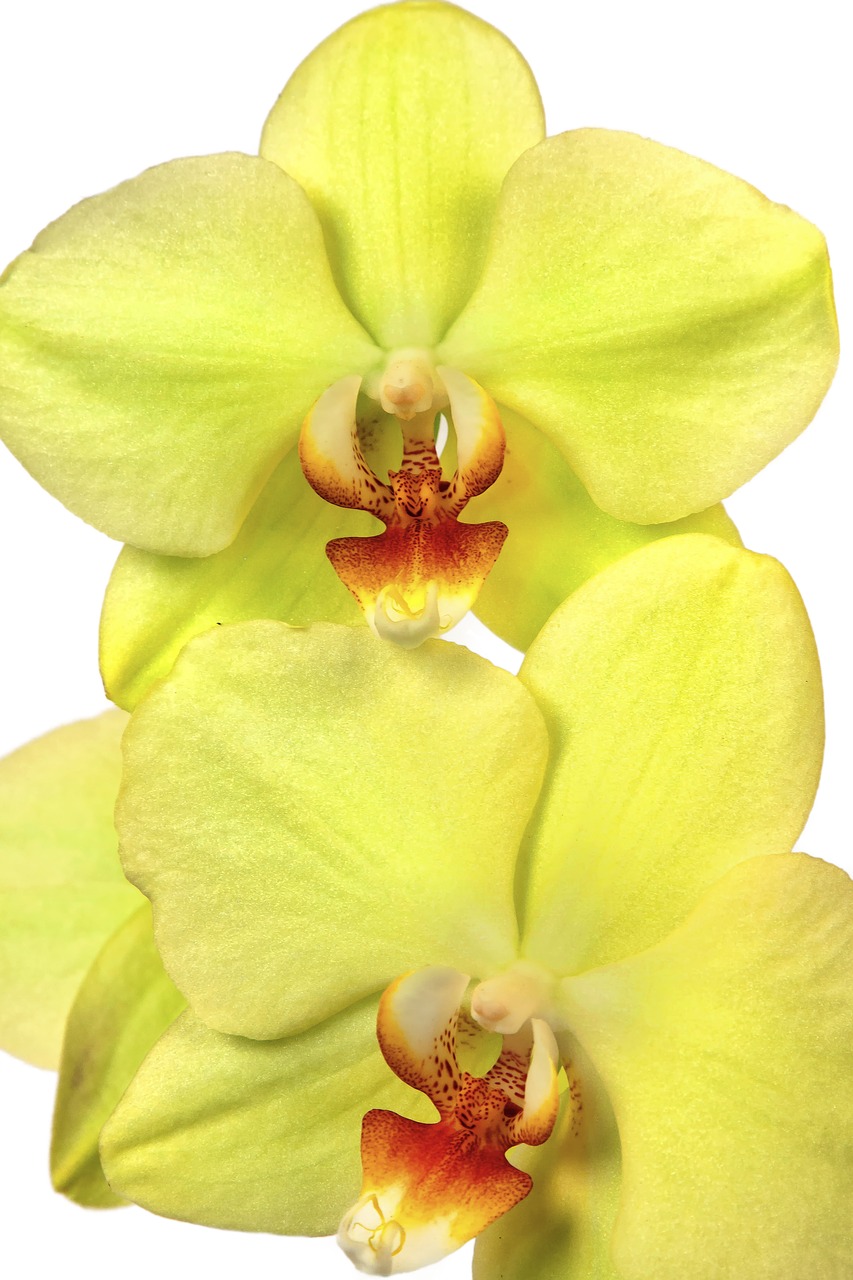 orchid phalaenopsis exotic free photo