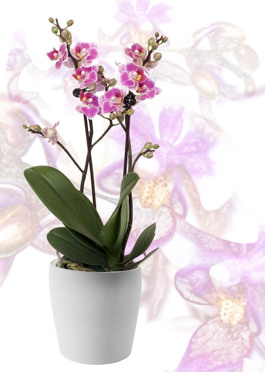 orchid phalaenopsis yellow free photo