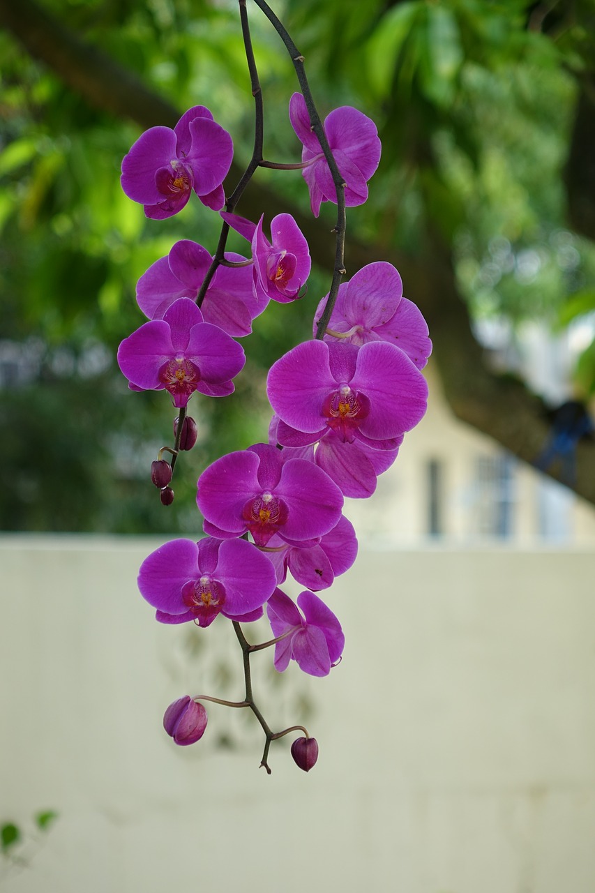 orchid butterfly the falkland islands 綁 the other flowers on the tree free photo