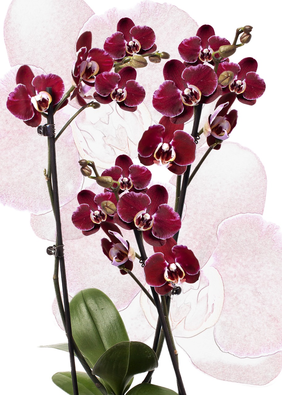 orchid phalaenopsis red free photo