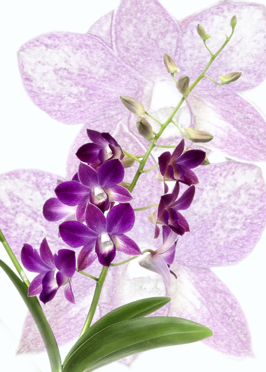 orchid dendrobium purple free photo