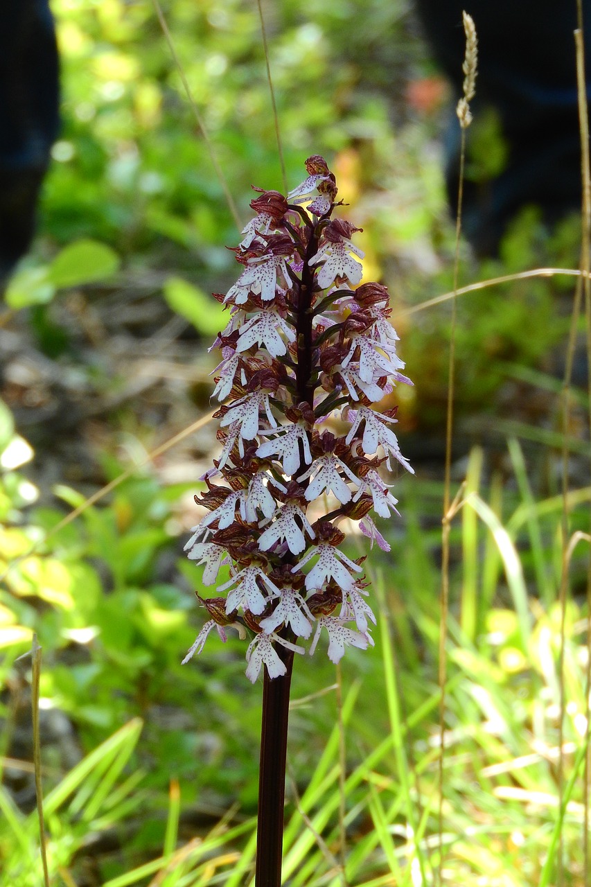 orchid meadow meadow flowers free photo