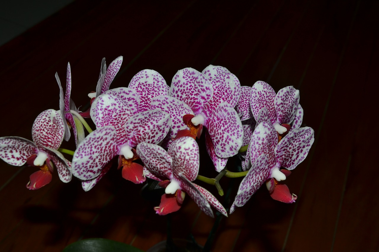 orchid flowers purple orchid free photo