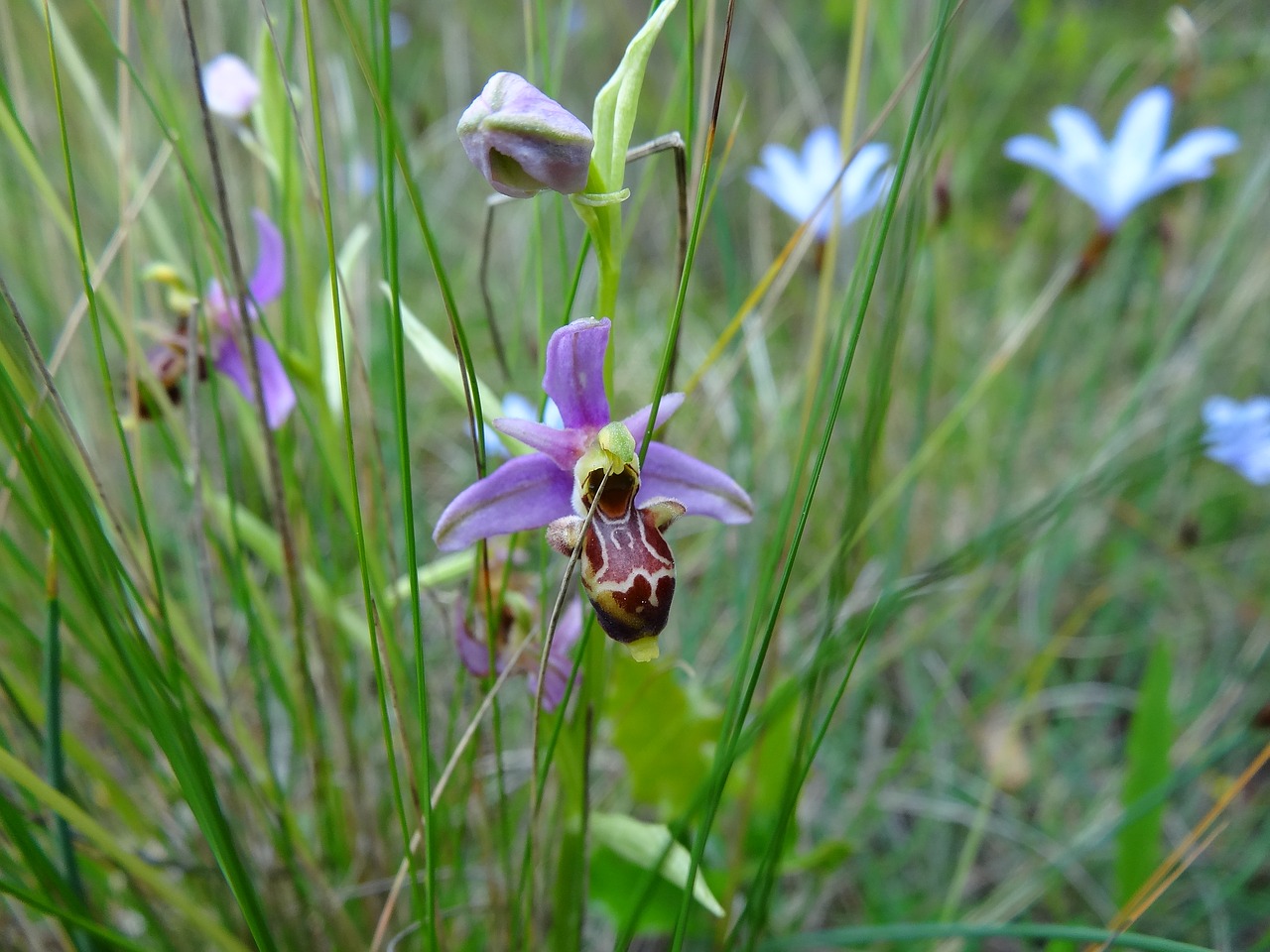 orchid scrubland herald free photo