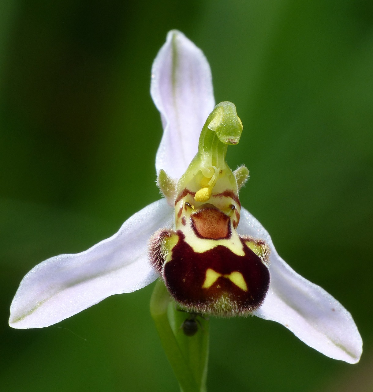 orchid bees ragwurz flower free photo