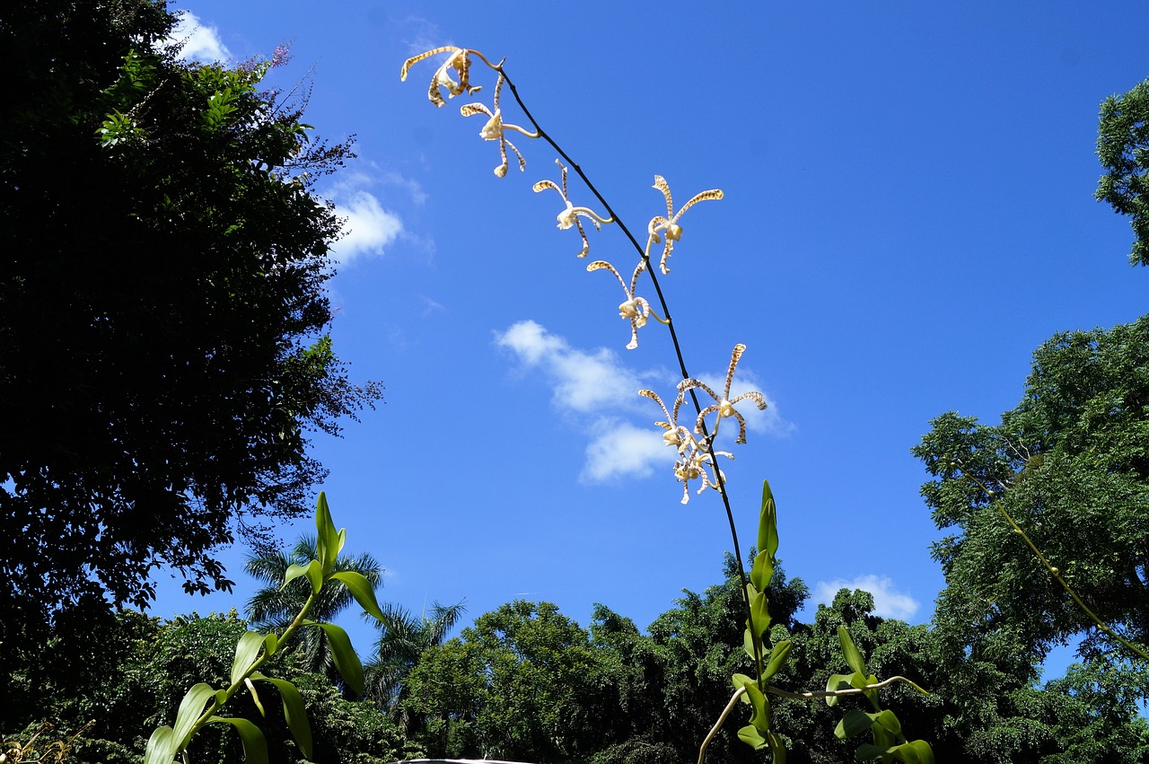 orchid natural flower free photo