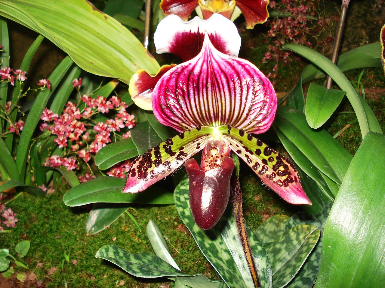 orchid paphiopedilum paphio free photo