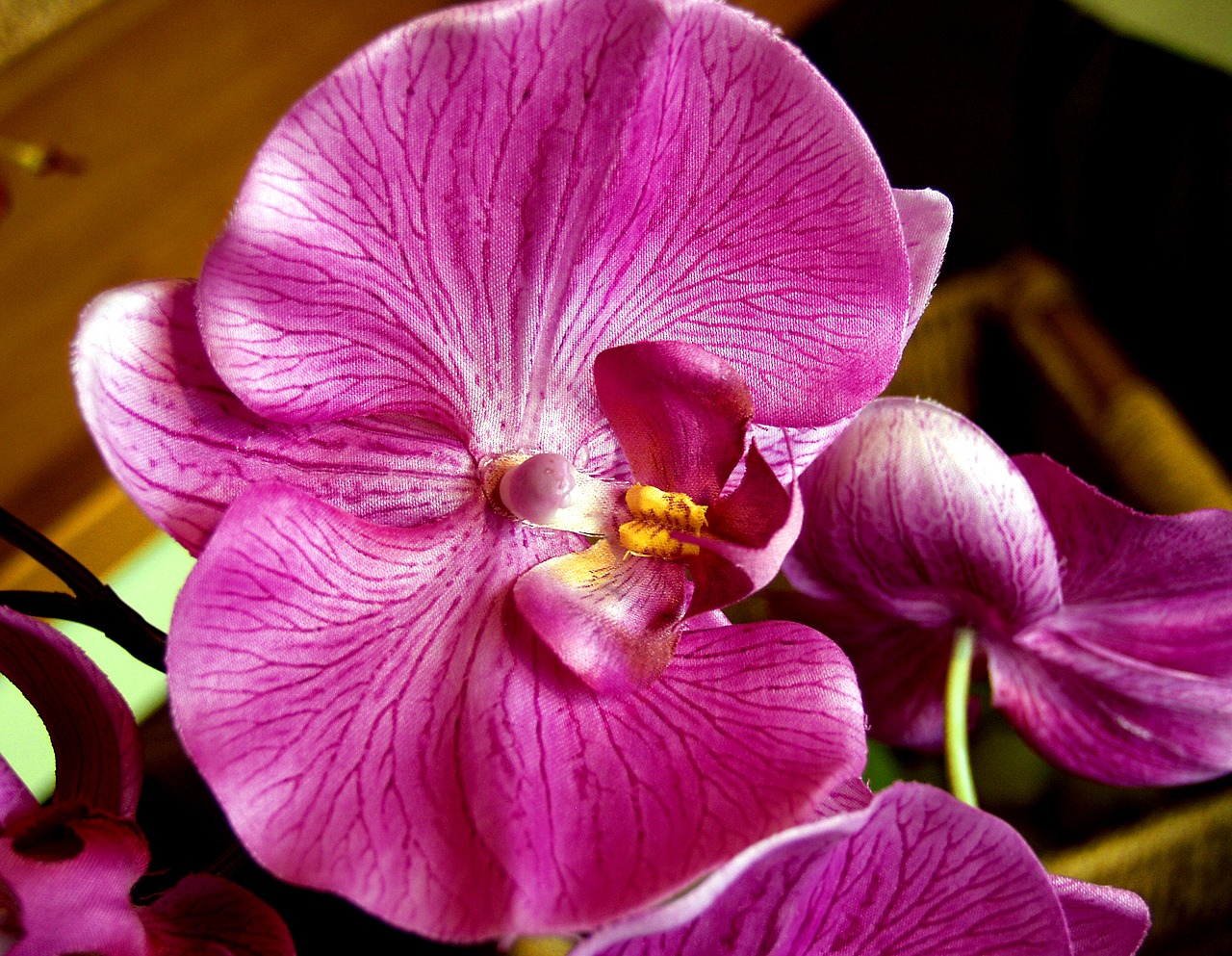 orchid magenta fresh free photo