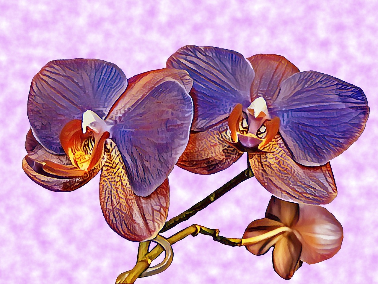 orchid flower purple free photo