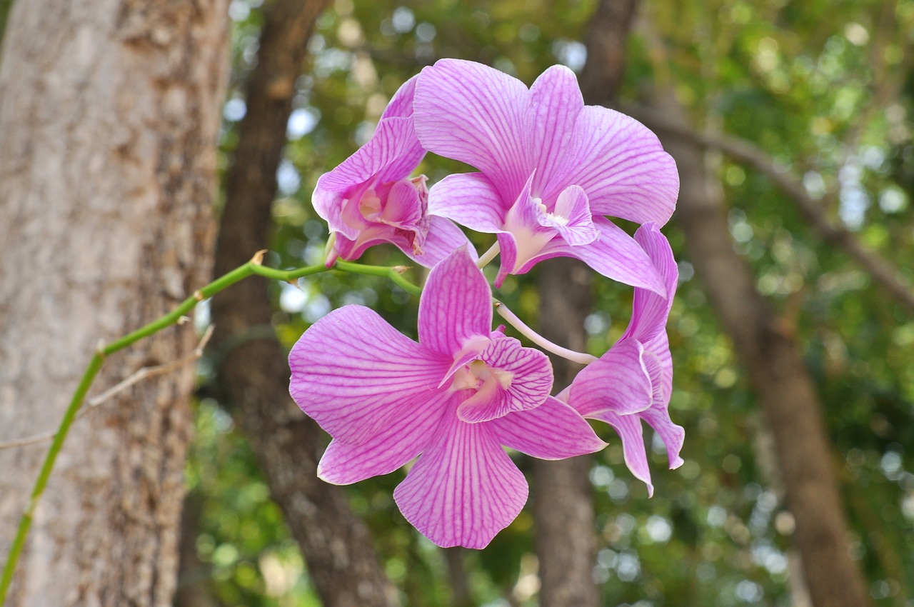 orchid flowers nature free photo