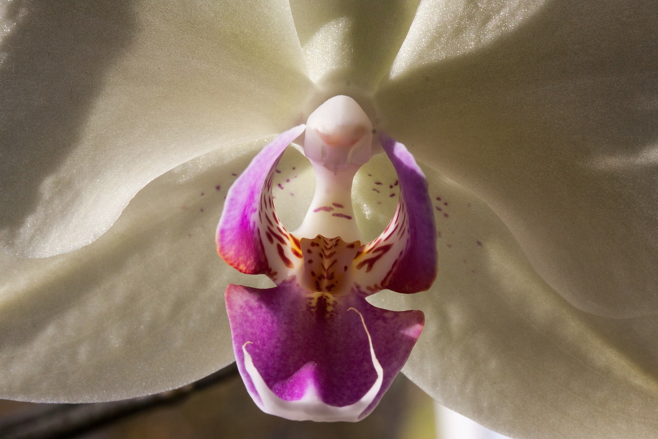 orchid white flower free photo