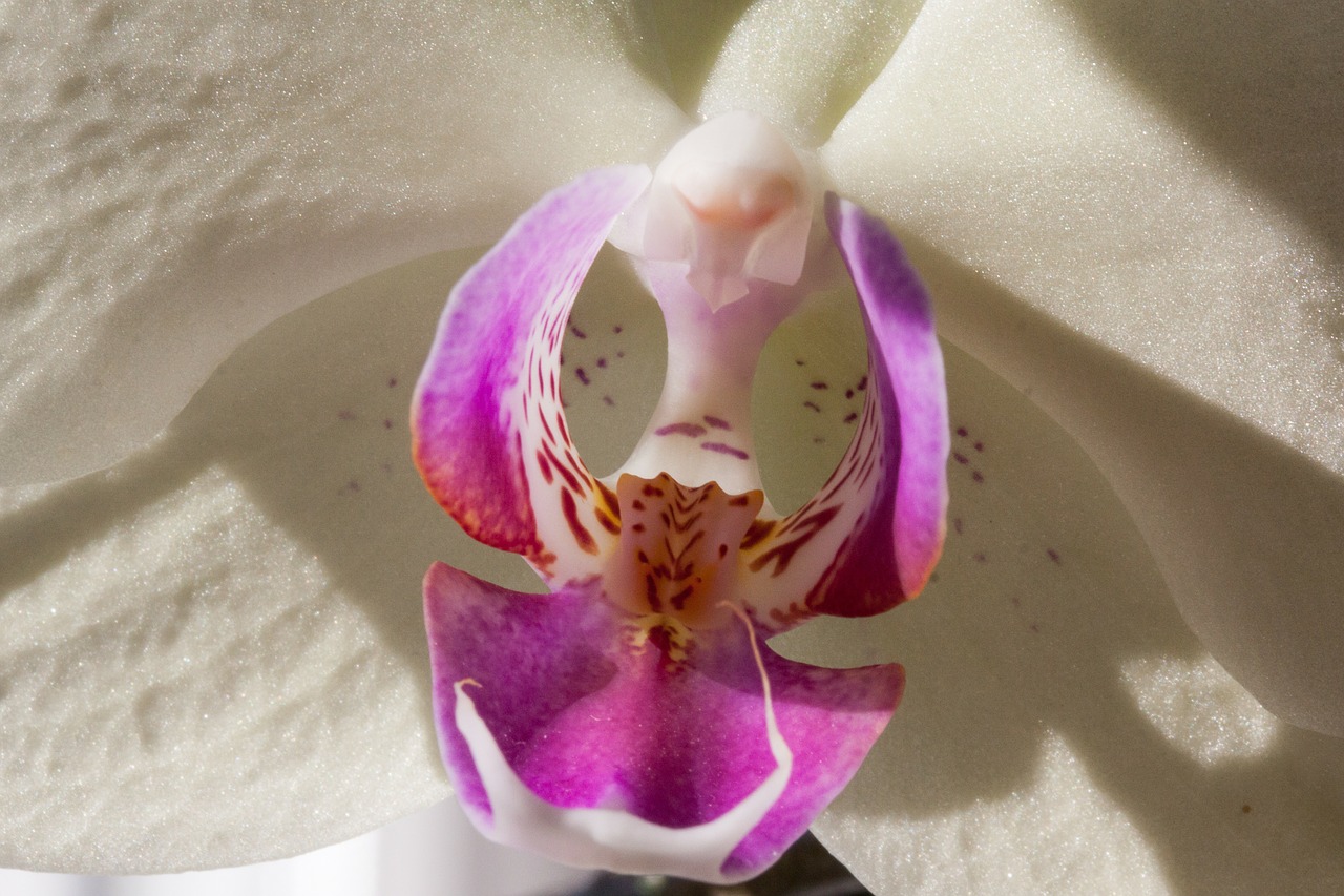 orchid white flower free photo