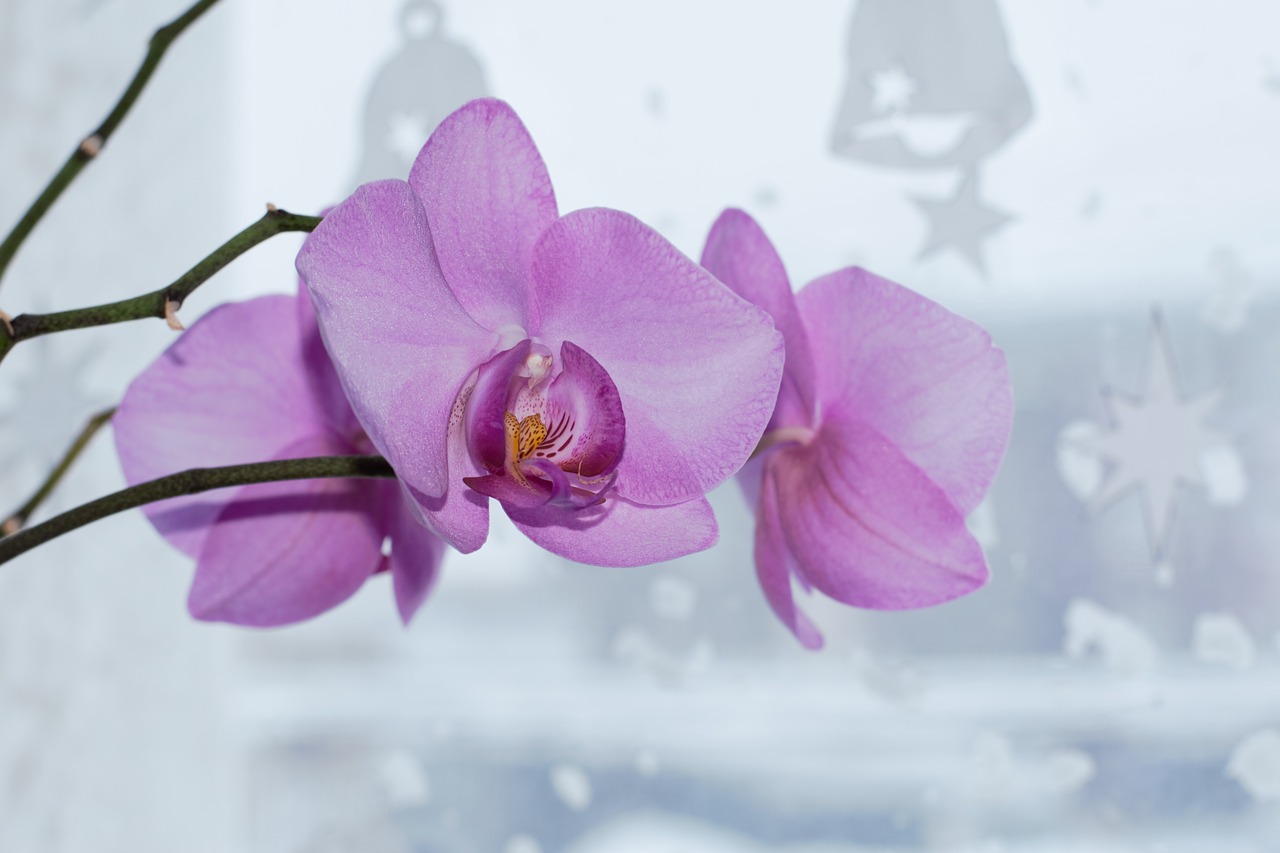 orchid beautiful flower flora free photo