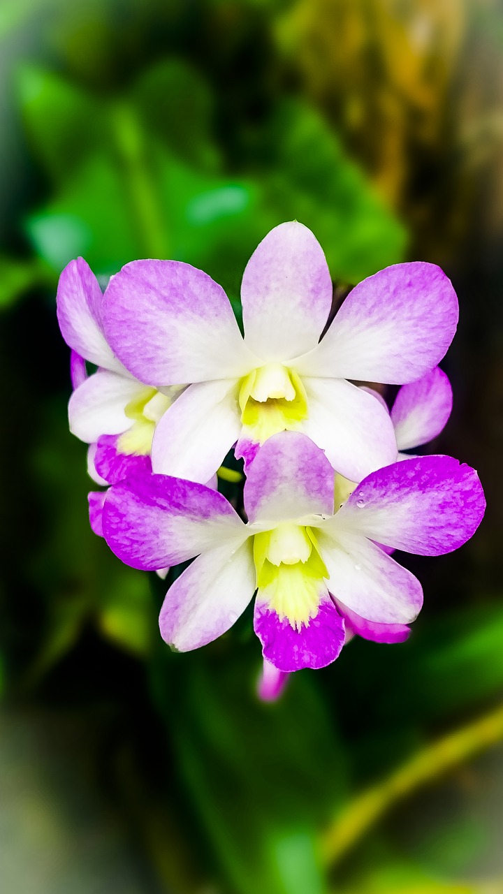 orchid bloom morning dew free photo