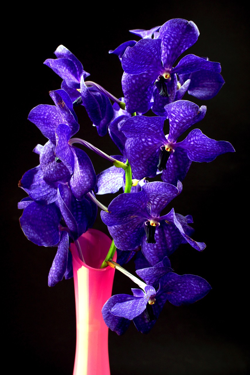 orchid purple flowers free photo