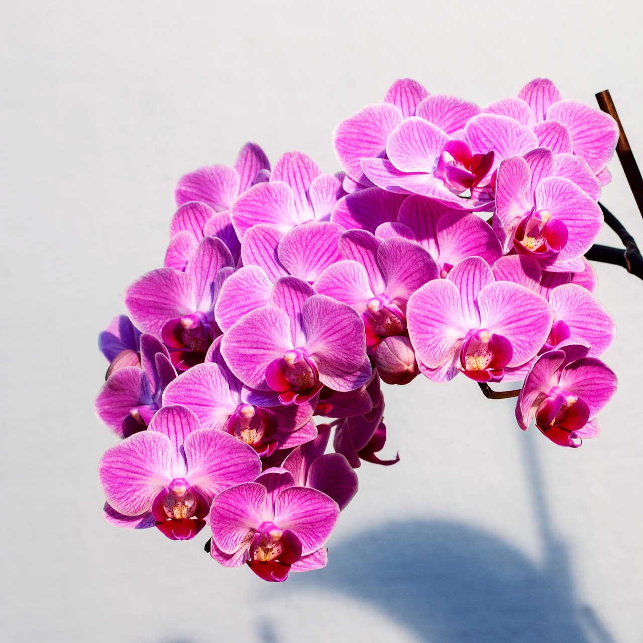 orchid pink flower free photo