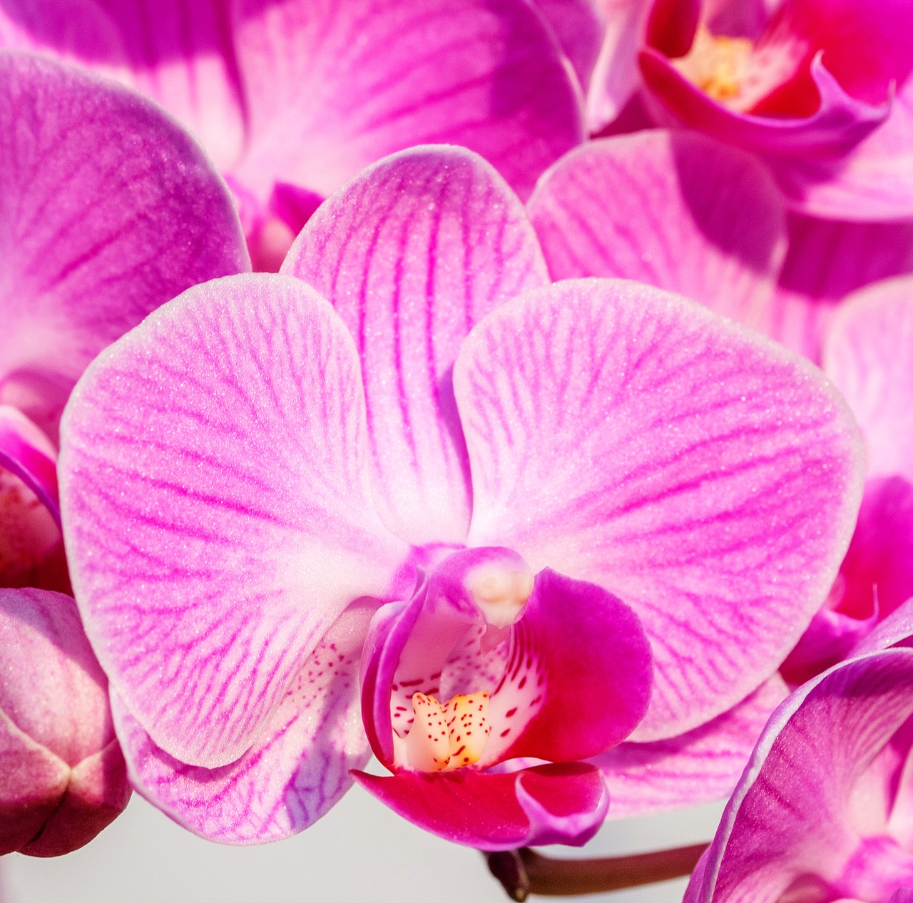 orchid pink detail free photo