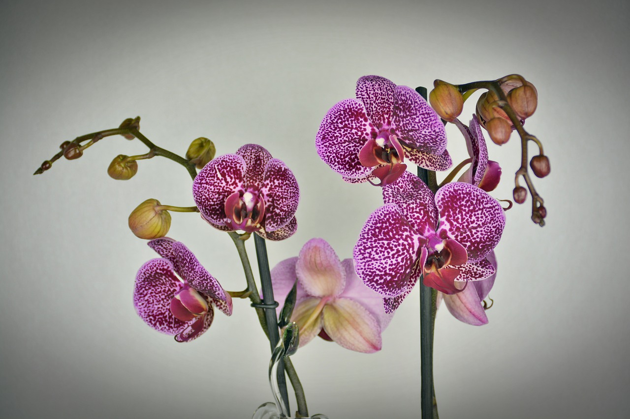 orchid flower blossom free photo