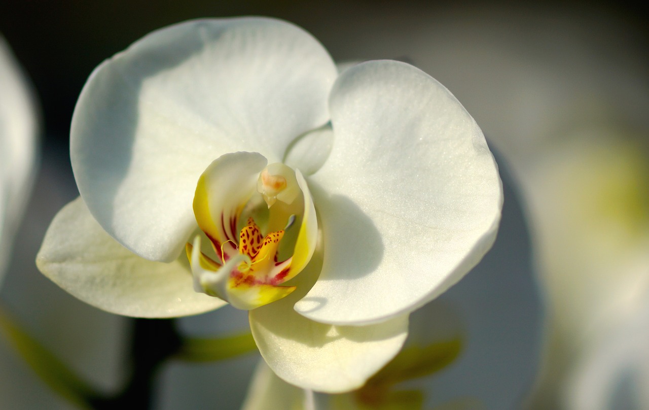 orchid white white orchid free photo