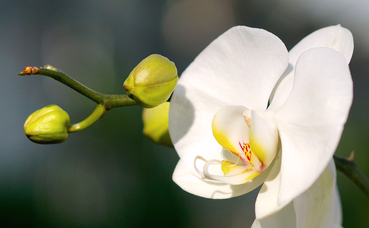 orchid white white orchid free photo