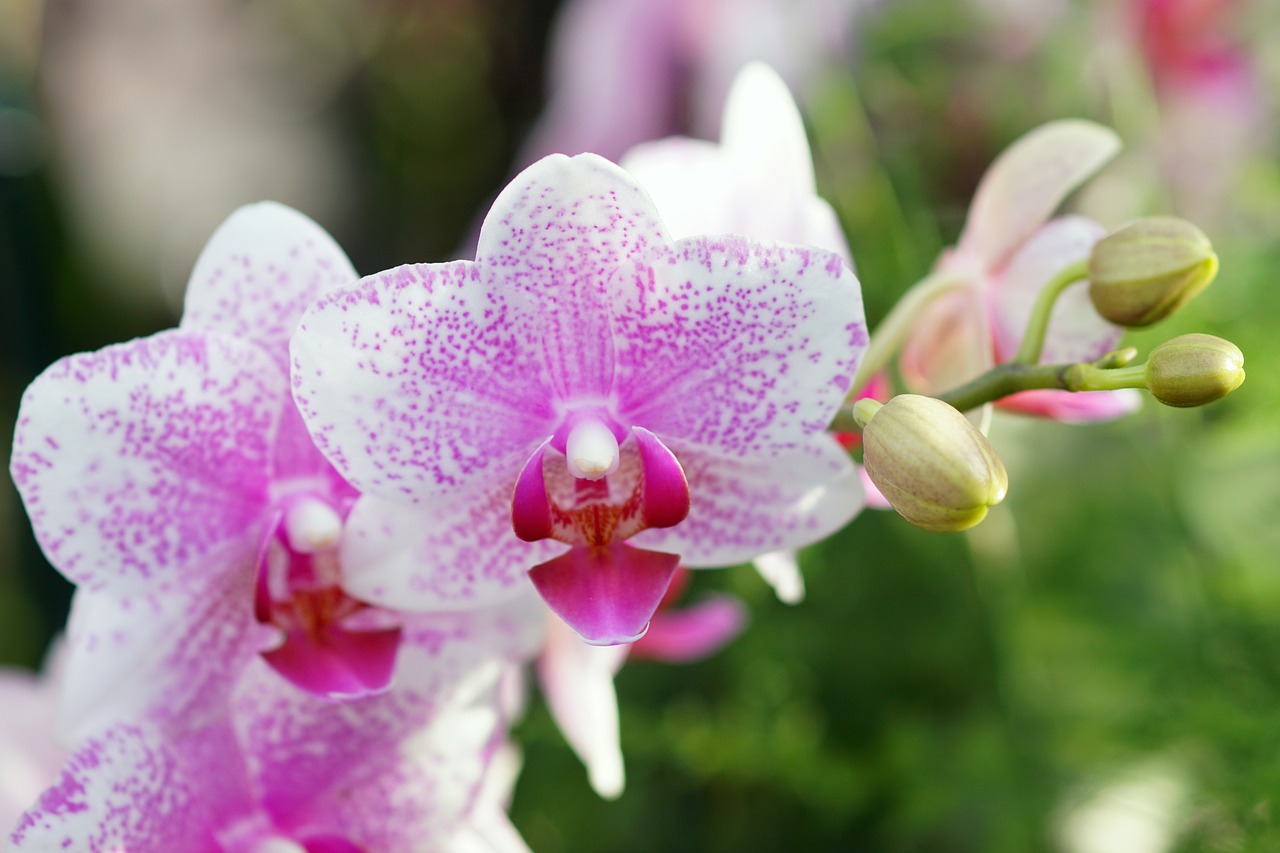orchid pink-white flower free photo